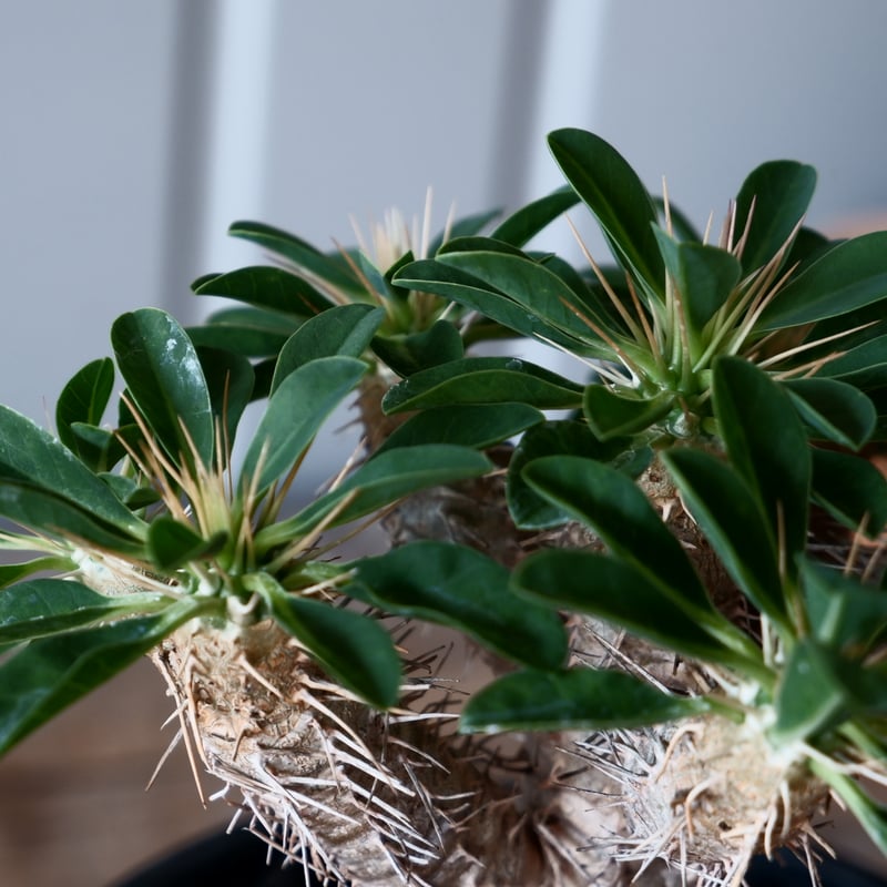 ユーフォルビア ギラウミニアナ 輸入株［No.54］ 4.5号鉢 | Botanical