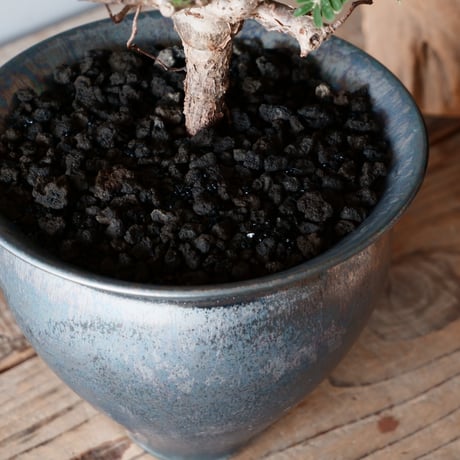センナ メリディオナリス 輸入株［No.25］  × 坂本新 作【 LUSTER - black opal - 】 5号 植木鉢 笠間焼