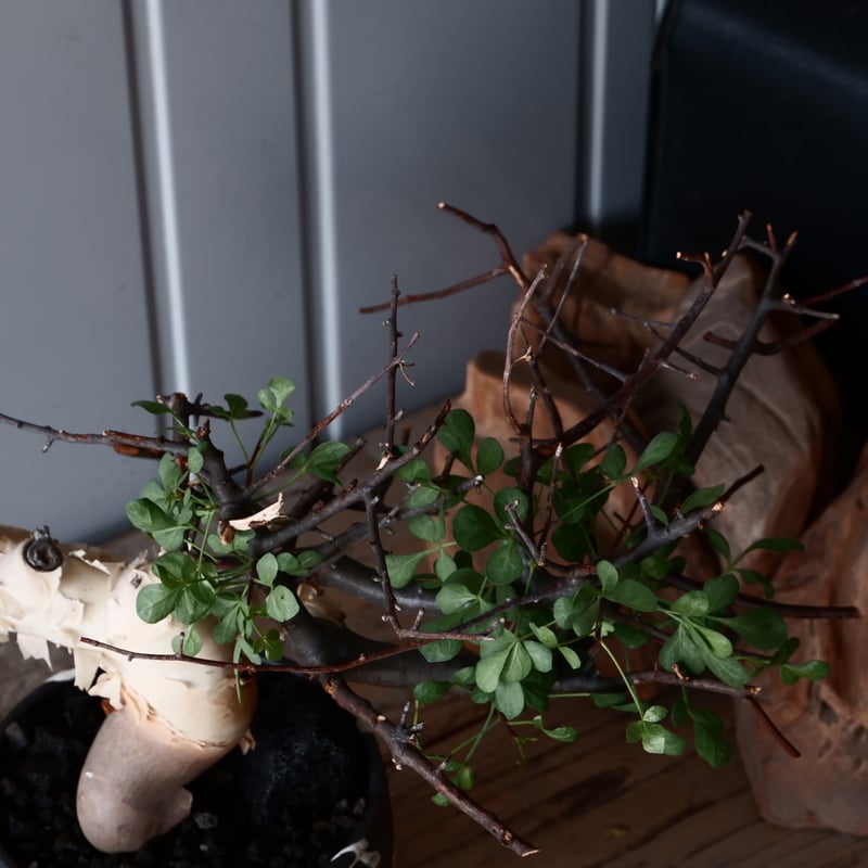 コミフォラ ピュア カタフ ソマリア産 手乗り コレクション コミフォラ ピュア カタフ ソマリア産 手乗り コレクション