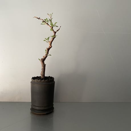 発根済 モンストローサ MO-06  × S.N.Pot " 長鉢"- crown - 3号鉢 ［作家  "根本峻吾"］