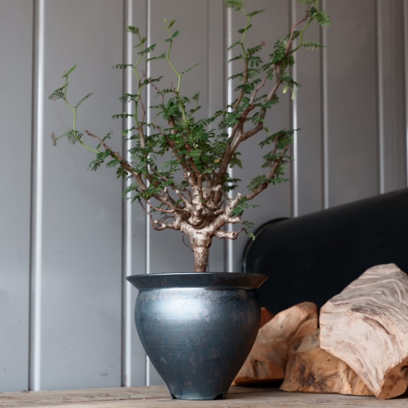 センナ メリディオナリス D.I.P.鉢つき センナ メリディオナリス D.I.P.鉢つき senna meridionalis