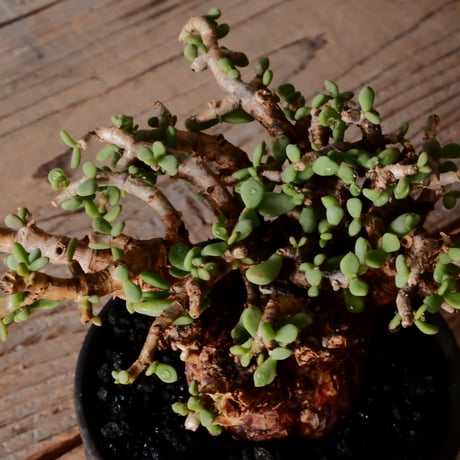 ケラリア ピグマエア［No.77］  × 沼野秀章 作品【  Black Wrap 】3号 植木鉢 笠間焼