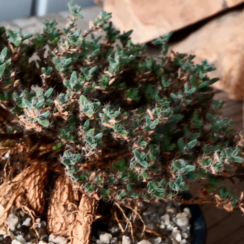 トリコディアデマ　ミラビレ　模様木 トリコディアデマ ミラビレ 抜き苗 - メルカリ