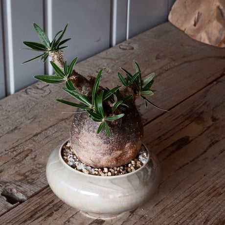 グラキリス φ8.5cm - 象牙宮-［No.49］× 坂本新 作 作品【 LUSTER GREY 】3号 植木鉢 笠間焼