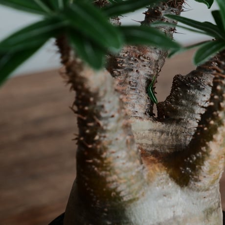 綴化 グラキリス - 象牙宮 -［No.161］  ×   沼野秀章 作「 black wrap 」3号 植木鉢 笠間焼