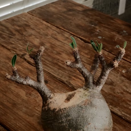 グラキリス M - 象牙宮 -［No.187］  ×  小林 哲也 作 「雫」4号 植木鉢
