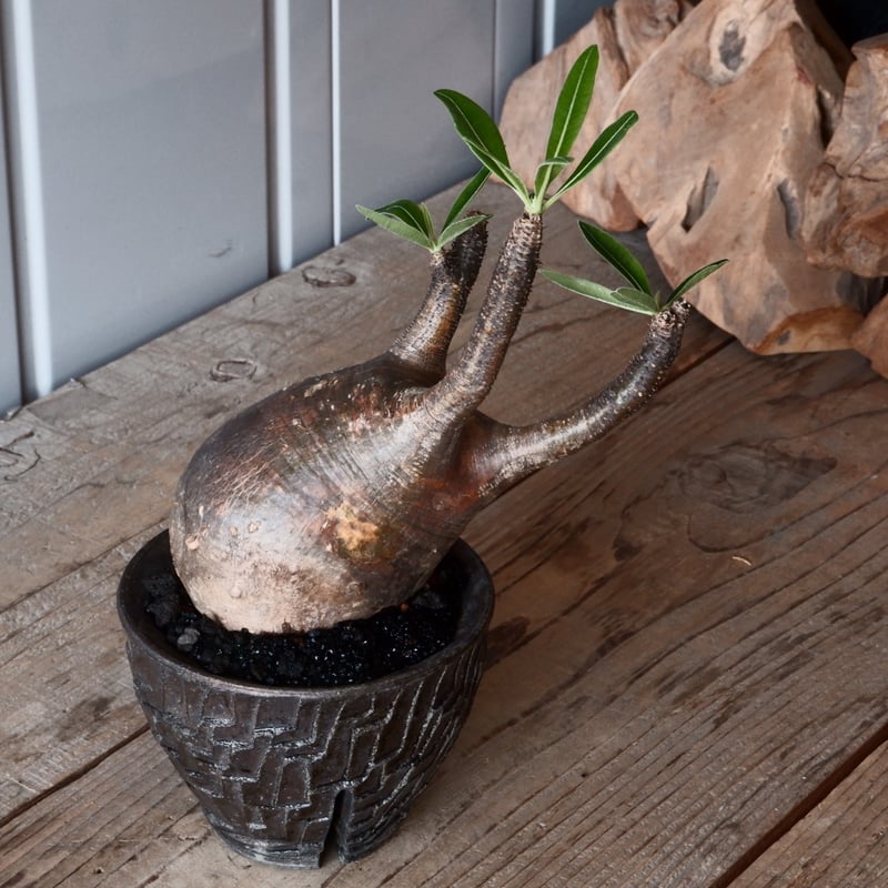 グラキリス φ9.5cm - 象牙宮 - ［No.42］ × 沼野秀章 作「 black