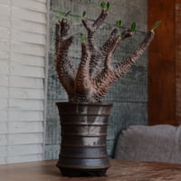 マカイエンセ ［No.97］  ×  磯部祐介 作「 瓦 - kawara - 金剛 tall ver. 」4号 植木鉢 笠間焼