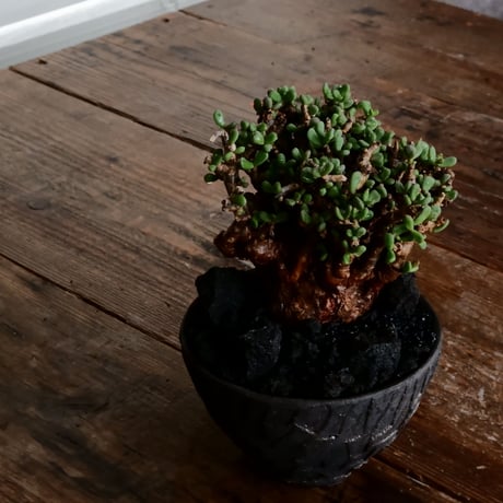 ケラリア ピグマエア 発根済［No.15］  ×   沼野秀章 作「 black wrap 」4号 植木鉢 笠間焼