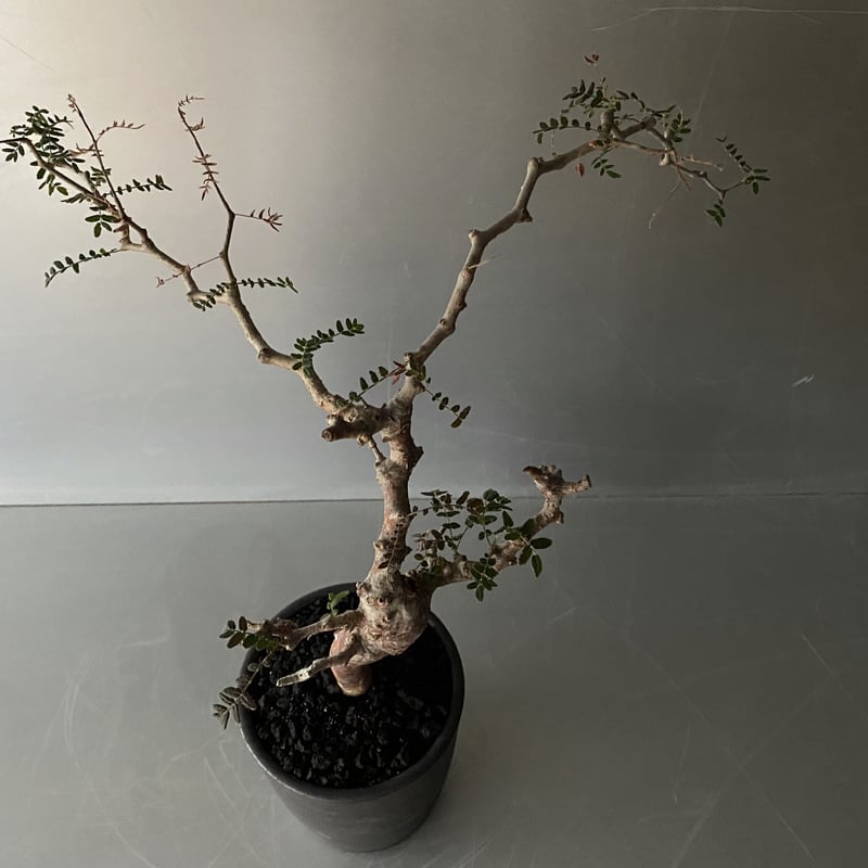 発根済 コミフォラ モンストローサ BB-01 × ［ISOBE - BACHI