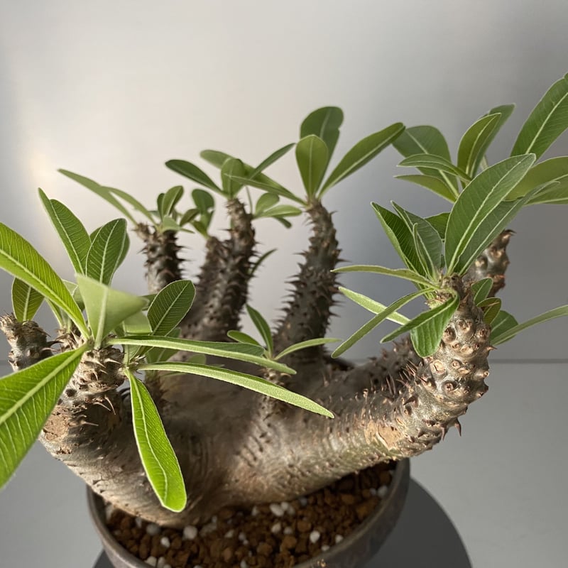 発根済 マカイエンセ 魔界玉 現地株 BG-141 × S.N.Pot - horizon -