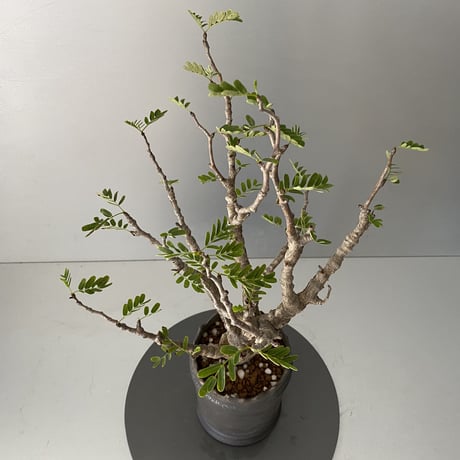センナ  メリディオナリス  発根済 現地株 SE-02 × S.N.Pot - crown - 3号鉢