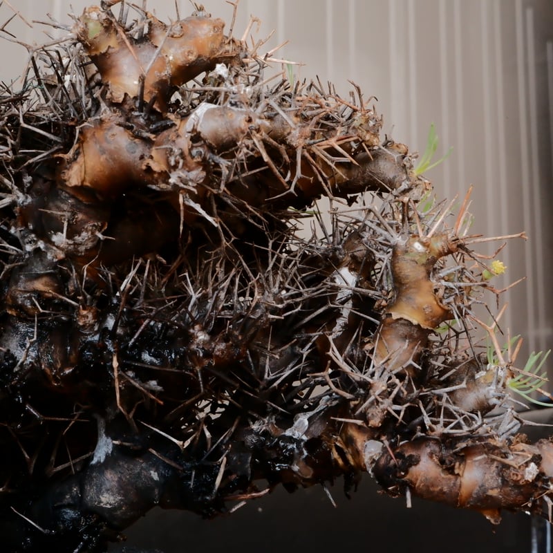 オトンナ　ユーフォルビオイデス　現地株　大株　長期管理株 大株 】オトンナ ユーフォルビオイデス ［No.89］ × 8号 浅鉢 植木鉢