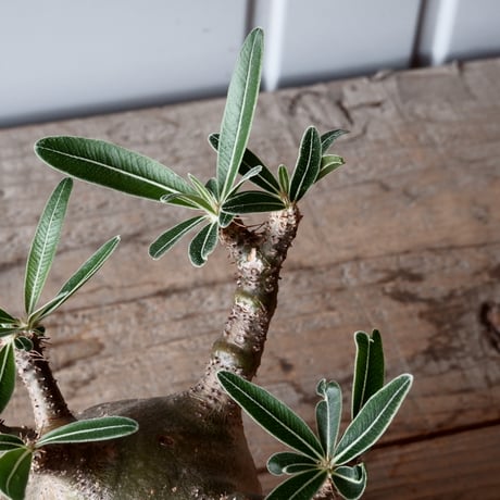 グラキリス φ9cm - 象牙宮-［No.48］× 坂本新 作 作品【 LUSTER GREY 】3号 植木鉢 笠間焼