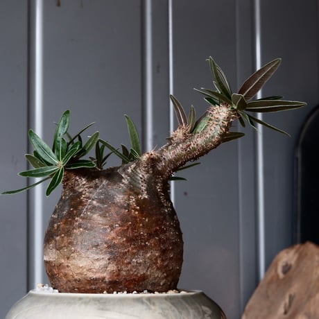 グラキリス φ8.5cm - 象牙宮-［No.49］× 坂本新 作 作品【 LUSTER GREY 】3号 植木鉢 笠間焼