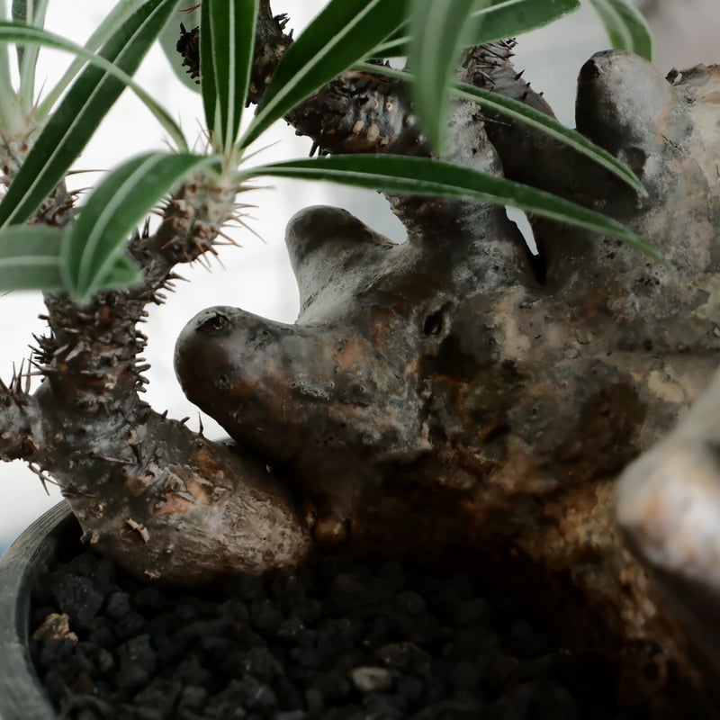 特大SP株 》多頭 グラキリス φ28cm ［No.24］10号鉢 | Botanica