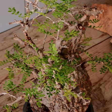 オペルクリカリア パキプス φ13cm［No.25］  × 磯部祐介 作品【 瓦 - kawara - "金剛"  】 5号 植木鉢 笠間焼