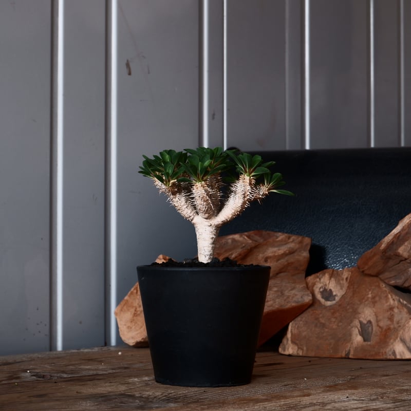 ユーフォルビア ギラウミニアナ 輸入株［No.41］ 4号鉢 | Botanical Holic