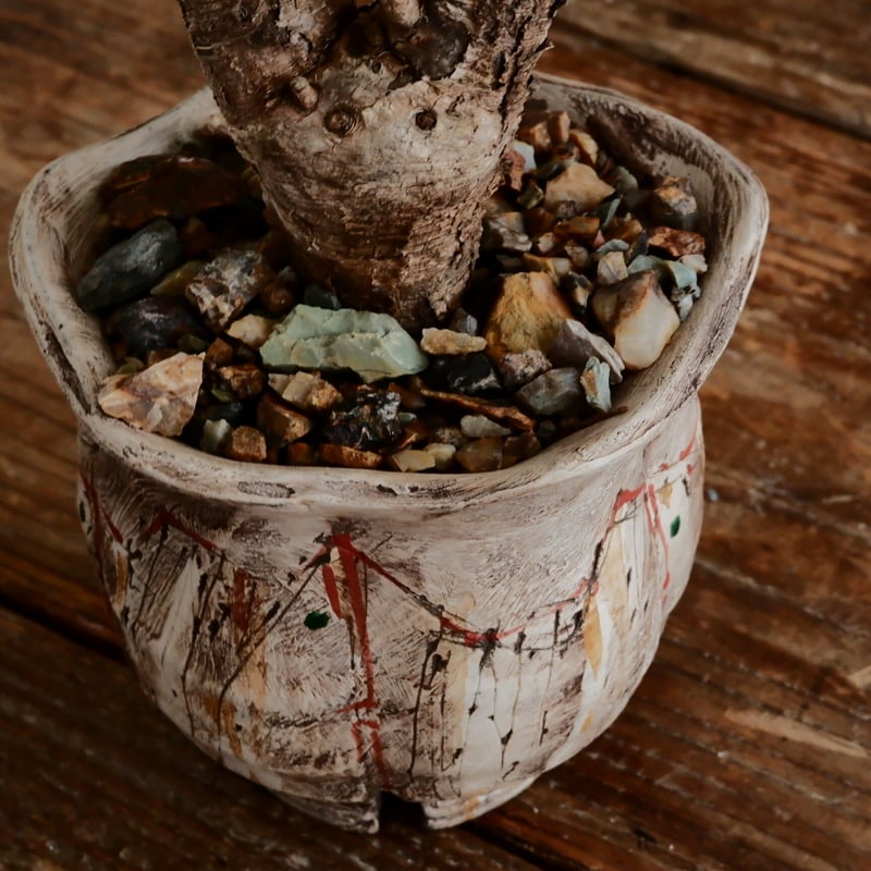 ユーフォルビア イトレメンシス ［No.63］ × 沼野秀章 作「 刻ム音 」3