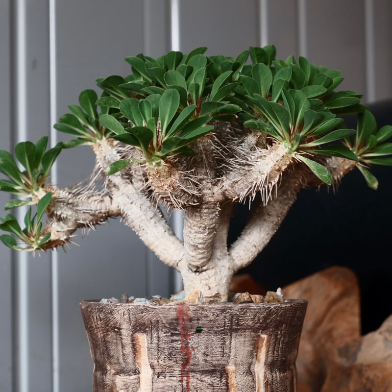 中株 ユーフォルビア ギラウミニアナ 輸入株［No.23］ × 沼野秀章 作品