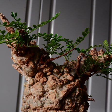 オペルクリカリア パキプス φ8cm［No.26］  × 沖誠 作品【 Bark / upper spread 】3号 植木鉢 笠間焼