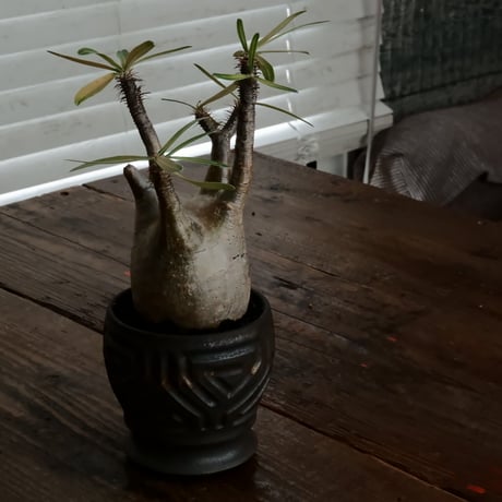 グラキリス φ7.5cm - 象牙宮 - ［No.60］  ×  根本峻吾 作 S.N POT type.round「 鐡 - kurogane - 」 3号 植木鉢 笠間焼