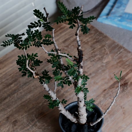 センナ メリディオナリス［No.44］  ×  磯部祐介 作「 鎧 - yoroi - 闇堕ち tall ver.」4号 植木鉢 笠間焼
