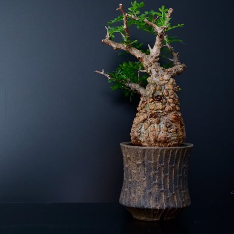 発根済 オペルクリカリア パキプス ［No.10］×  沼野秀章 作「 black wrap 」笠間焼 植木鉢