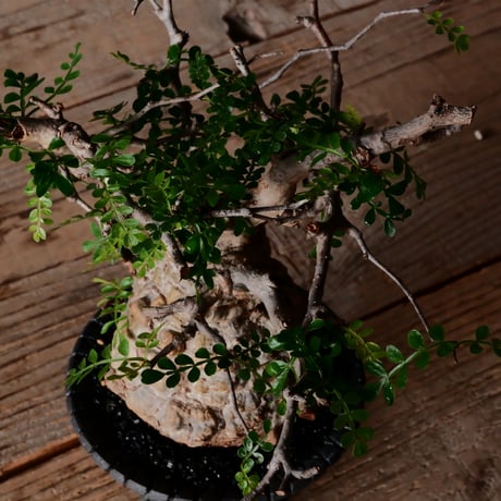 オペルクリカリア パキプス φ9cm［No.27］  × 沖誠 作品【 Bark / upper spread 】3号 植木鉢 笠間焼