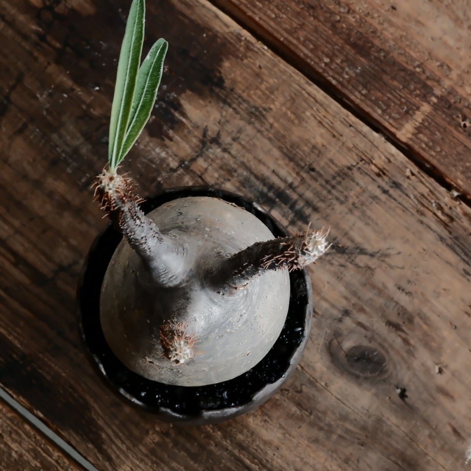 63f70d4397c24567acfefdf3