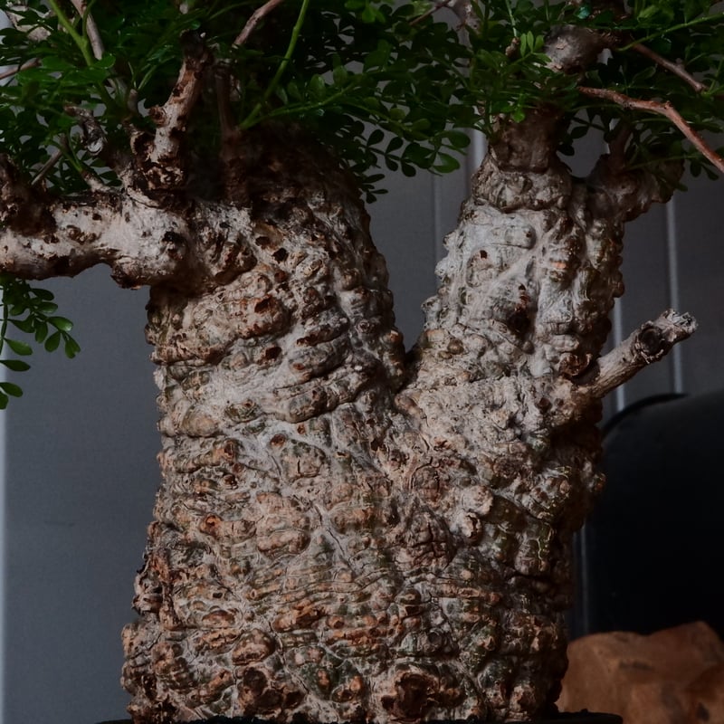 オペルクリカリア パキプス φ 12cm［No.26］ × 杉山悠 作 φ12cm 植木鉢