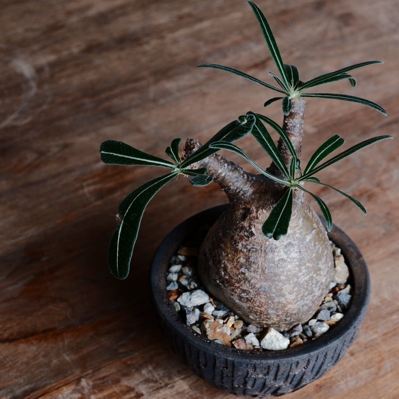 グラキリス 現地球 まん丸 作家鉢 沼野秀章 グラキリス φ8cm - 象牙宮 グラキリス 現地球 まん丸 作家鉢 沼野秀章 グラキリス φ8cm - 象牙宮