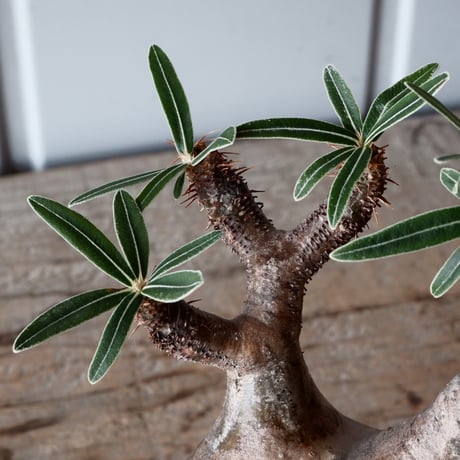 グラキリス φ8.5cm - 象牙宮-［No.54］× 森田昌求 作【 CLAW - BORDER - 】4号 植木鉢 笠間焼