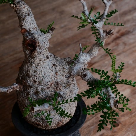 オペルクリカリア パキプス［No.45］  ×   沼野秀章 作「 black wrap 」3.5号 植木鉢 笠間焼