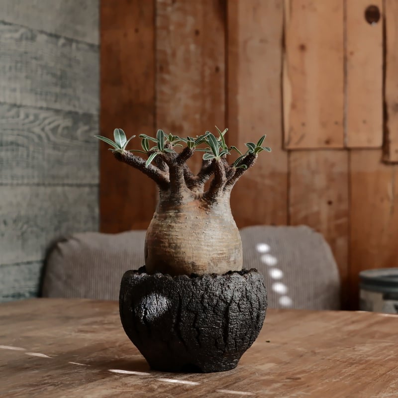 発根済 グラキリス - 象牙宮 - size M［No.212］ × 松野然 作 「ZEN