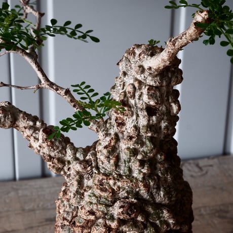 オペルクリカリア パキプス φ 11cm［No.05］  × 根本峻吾 作 S.N POT type.cylinder「 月光ノ爪牙」4.5号 植木鉢 笠間焼