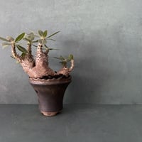 発根済 マカイエンセ BM-13 × S.N.Pot  - crown - 4号鉢 ［作家  "根本峻吾"］