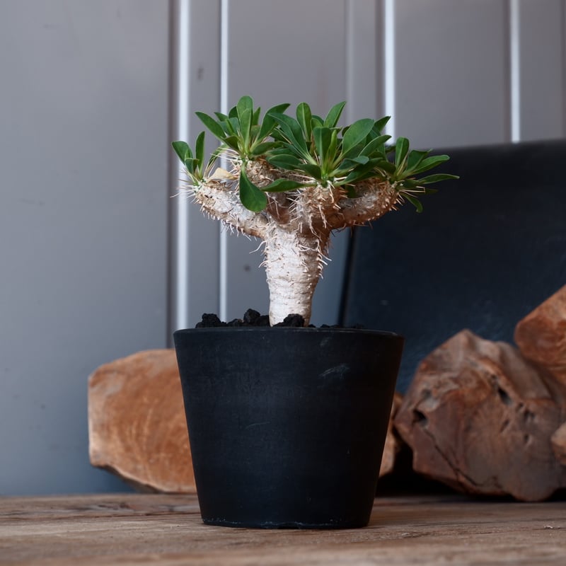 最終値下げ　ギラウミニアナ　現地球　大株 ユーフォルビア ギラウミニアナ 現地球【大株】匿名配送