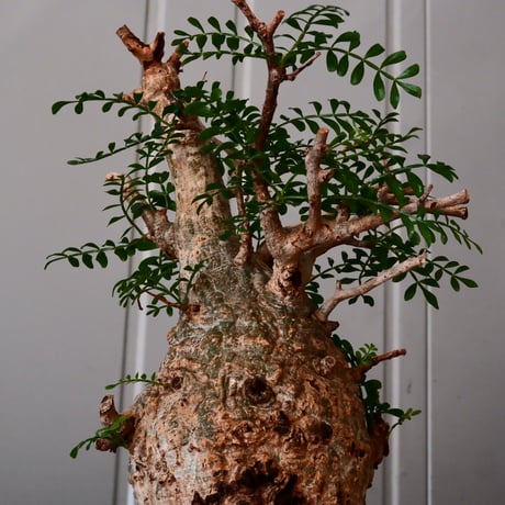 オペルクリカリア パキプス φ 10cm［No.04］  ×   根本峻吾 作 S.N POT  type.cylinder「 鐡 - 黒焔 - 」 4号 植木鉢