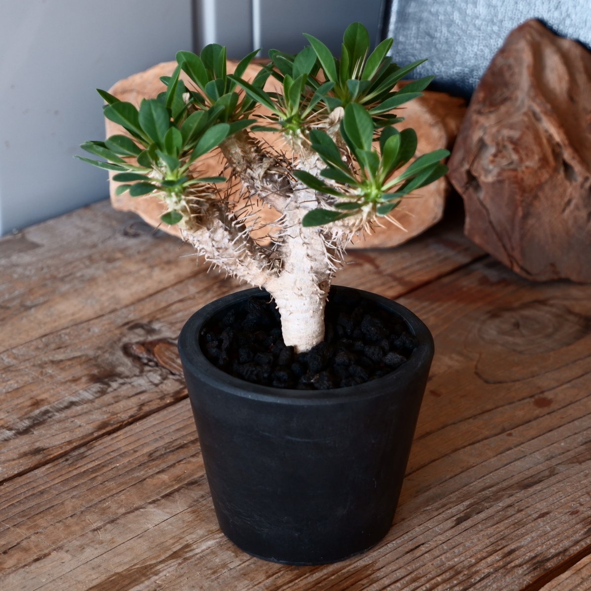 ユーフォルビア ギラウミニアナ 輸入株［No.42］ 3.5号鉢