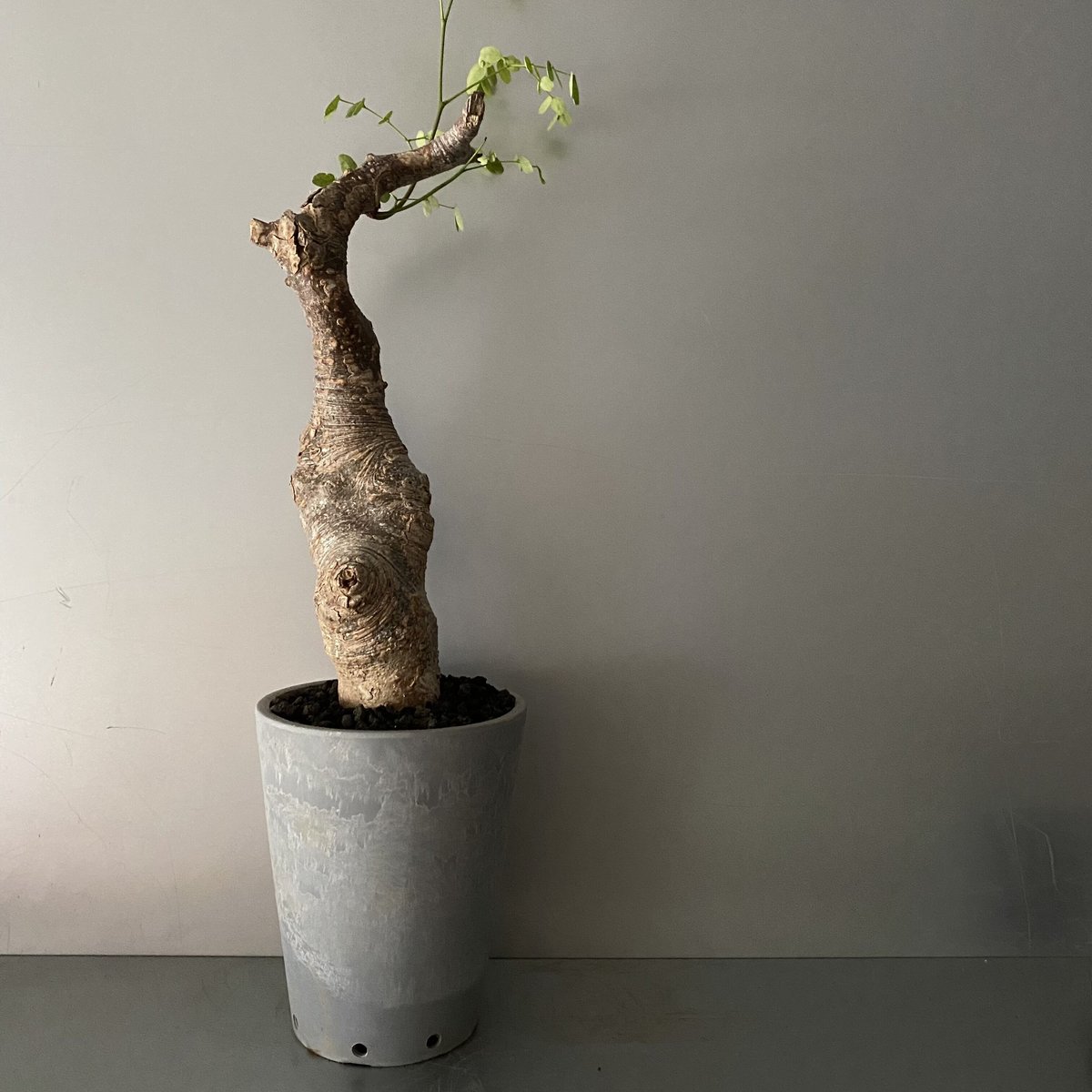 デロニクス プミラ② Delonix pumila② 現地株 発根済み 発根済 デロニクス プミラ BDP-06 | Botanical Holic