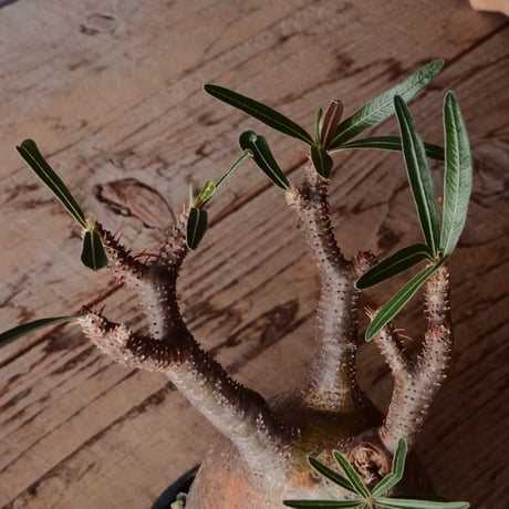 グラキリス φ8.5cm - 象牙宮 -［No.71］  ×   森田昌求 作 「 CLAW - M - 」 3.5号 植木鉢 笠間焼