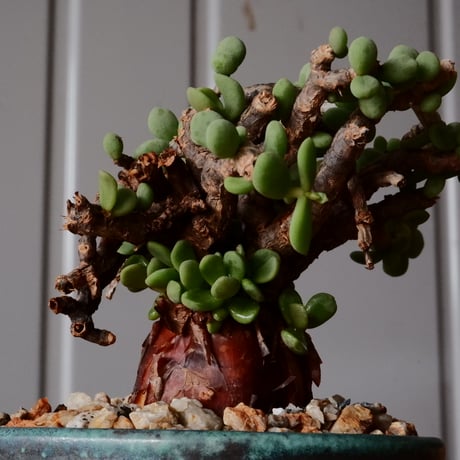 ケラリア ピグマエア 現地株 発根済［No.41］  ×   森田昌求 作 「 CLAW - M - 」 3.5号 植木鉢 笠間焼