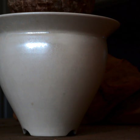 オペルクリカリア パキプス φ 11cm［No.41］  × 坂本新 作【  LUSTER OVERGLAZE - white pearl - 】 4号 植木鉢 笠間焼