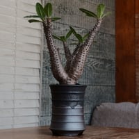 マカイエンセ ［No.98］  ×  磯部祐介 作「 瓦 - kawara - 闇堕ち tall ver. 」4号 植木鉢 笠間焼
