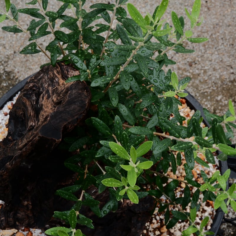 ★☺︎⭐︎☺︎★...& BUHI　オリーブの木　古木　螺旋　10号 Old Olive 古木オリーブ［No.20］× 12号皿鉢 (φ36cm) | Botani