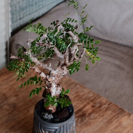 コミフォラ モンストローサ［No.39］  ×  根本峻吾 作 S.N POT type.tall「 鐡 - kurogane - 」4号 植木鉢 笠間焼