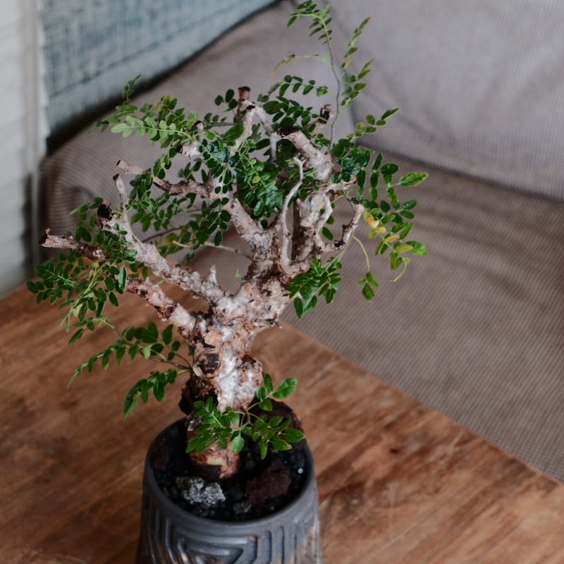 コミフォラ モンストローサ［No.39］ × 根本峻吾 作 S.N POT