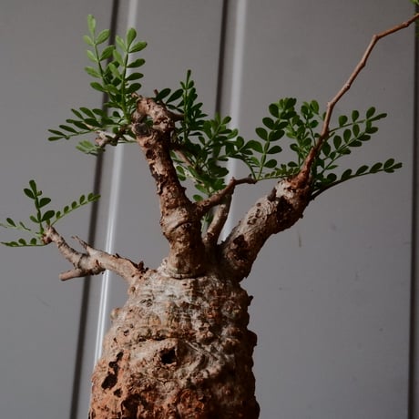 オペルクリカリア パキプス φ 7.5cm［No.15］  ×   沼野秀章 作「  black wrap 」3号 植木鉢 笠間焼