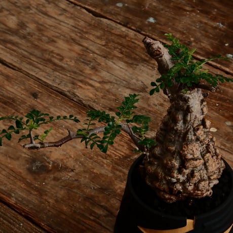 オペルクリカリア パキプス φ9.5cm［No.15］  ×   根本峻吾 作 S.N POT type.cylinder「 雷電 」limited color - Ocher - 4号 植木鉢